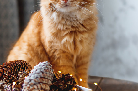 Cute ginger cat and pine cones stock photo containing cat and cute