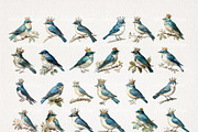 French Bluebirds Clipart 24 PNG, an Animal Illustration by EleSArtDesign (Thumbnail 2 of 4)