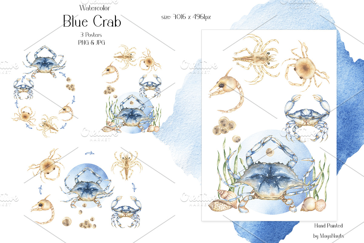 Watercolor Blue Crab Life Cycle Set, an Education Illustration by MayaNavits (Photo 5 of 8)