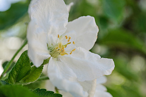 Close-up of a white apple blossom on a spring day, a Nature Photo by ndanko
