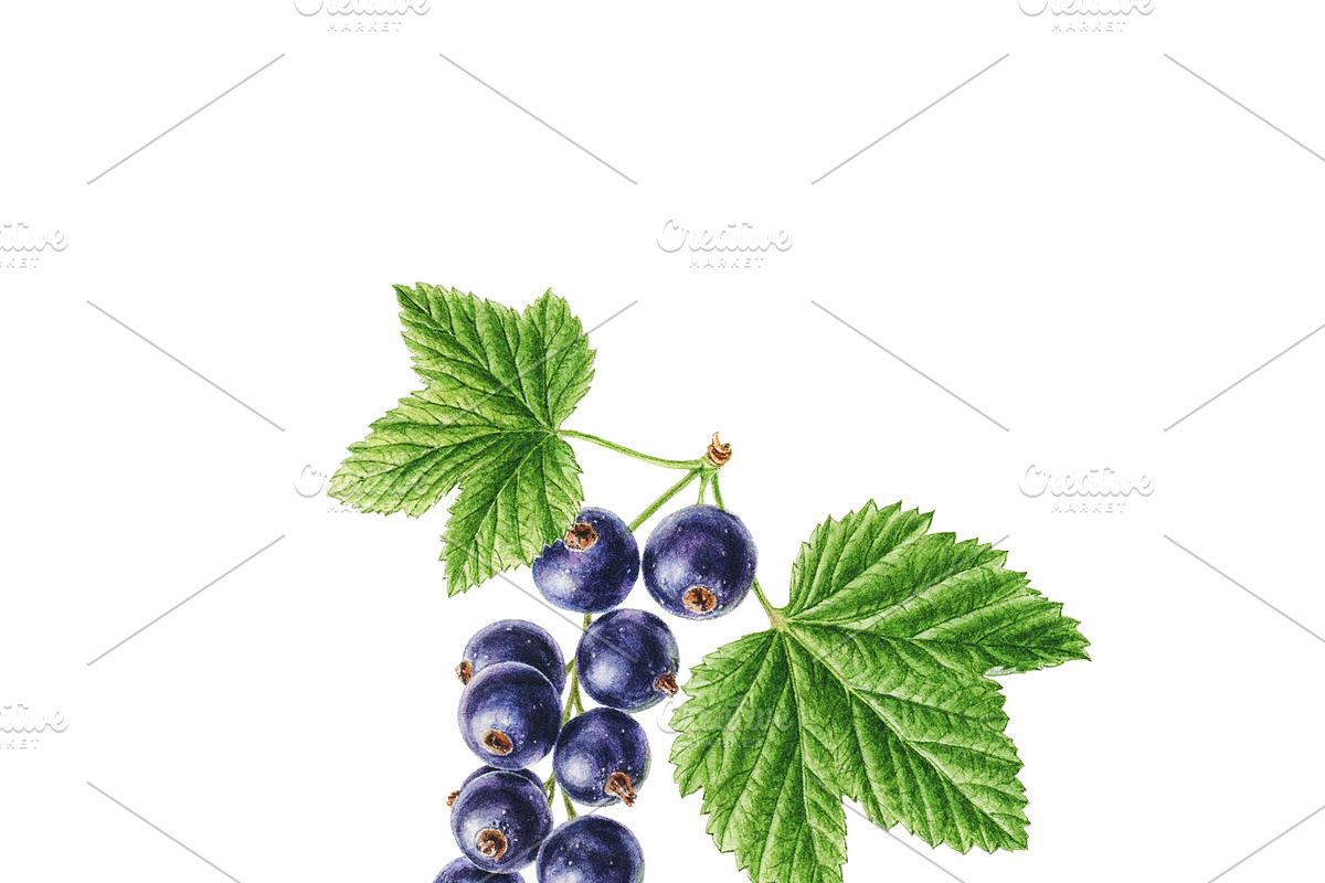 Watercolor Blackcurrant, an Illustration by Botanical Art Shop (Photo 2 of 2)