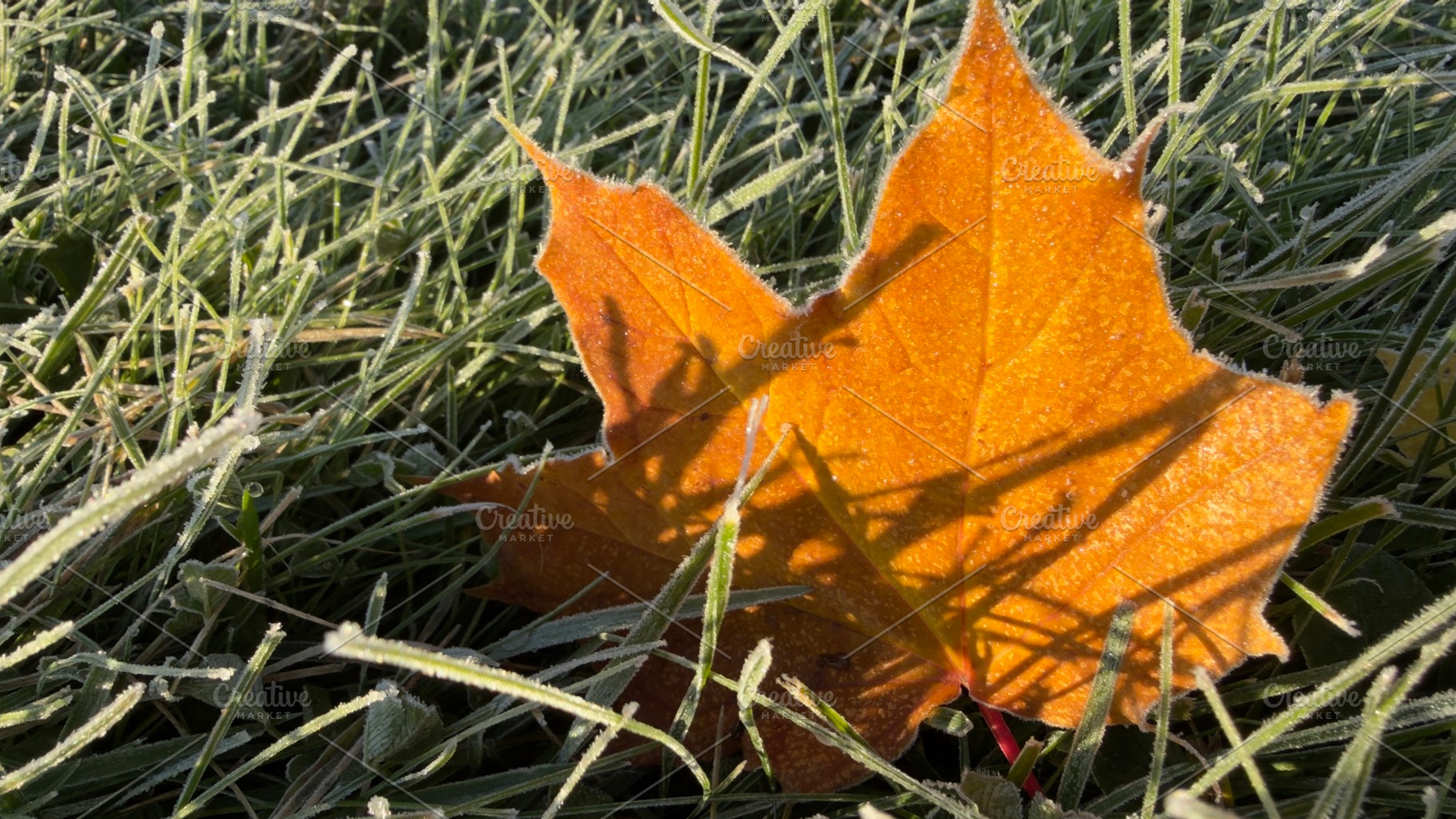 A close-up of an orange maple leaf resting on frosty grass, with shadows cast b, a Nature Photo by Textures & Backgrounds