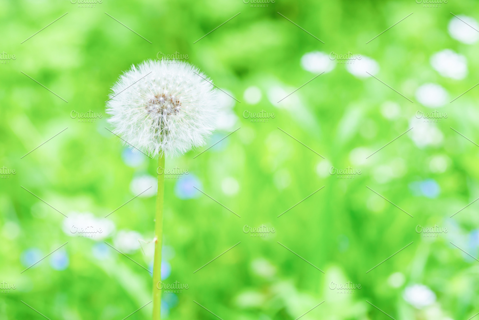 White dandelion flower, a Nature Photo by Vapi
