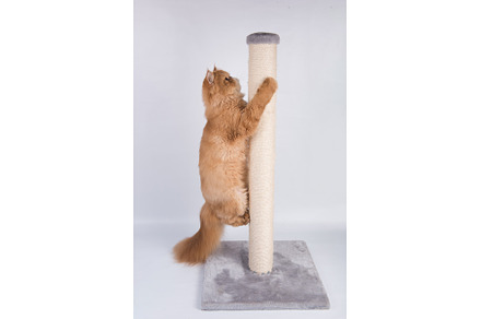 Red Persian Exotic Longhair cat, an Animal Photo by COLORFUL