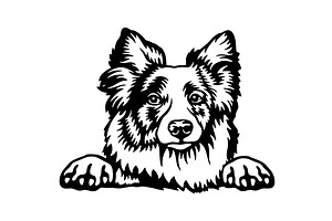 Peeking Border Collie - Dog lover, an Illustration by Digital-Clipart
