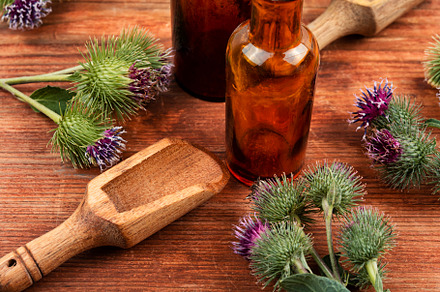 Prickly heads of burdock flowers, a Food & Drink Photo by MLunov MLunov