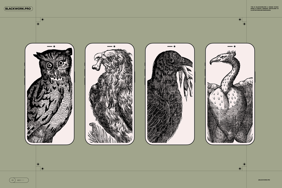 Birds of the World Illustrations, an Animal Illustration by Nomad Visuals (Photo 2 of 12)