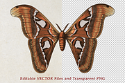 Moth Illustration Vector Set, an Illustration by Kusumaillustration (Thumbnail 2 of 11)