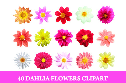 40 Dahlia Flowers Clipart Set