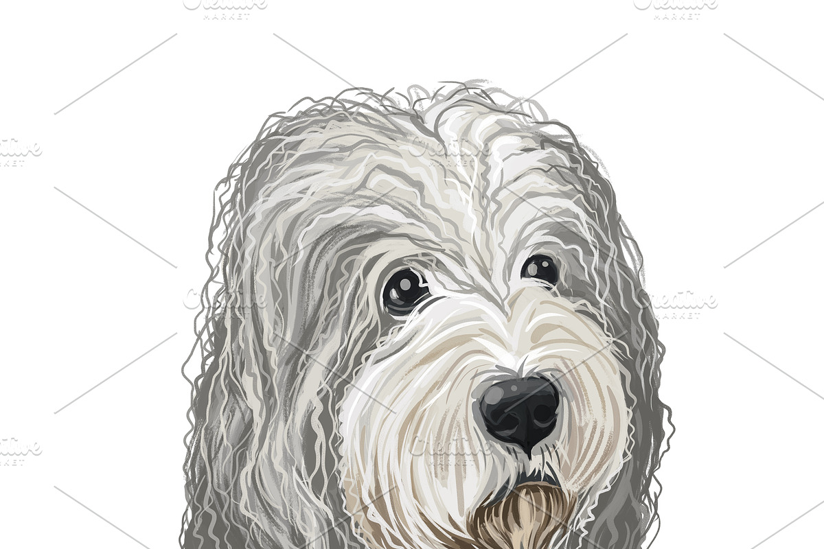 Poodle Cross Breeds 27 Dogs/Puppies, an Animal Illustration by Dneprstock (Photo 26 of 27)
