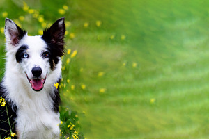 Happy Border Collie Dog in Spring Meadow with Green Copy Space, an Animal Photo by José Manuel Gelpi