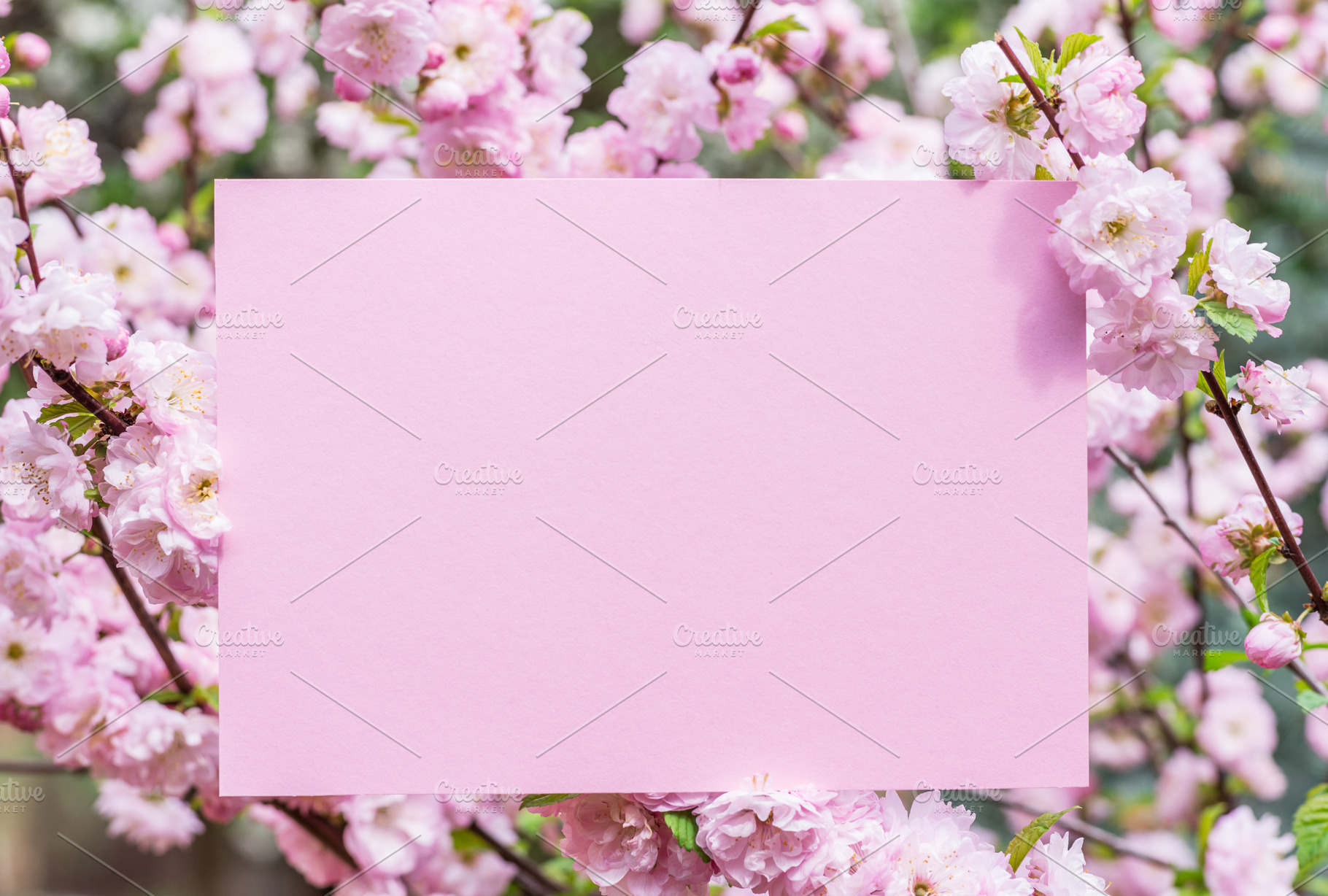 Paper blank between flowering almond, a Background Photo by Volff
