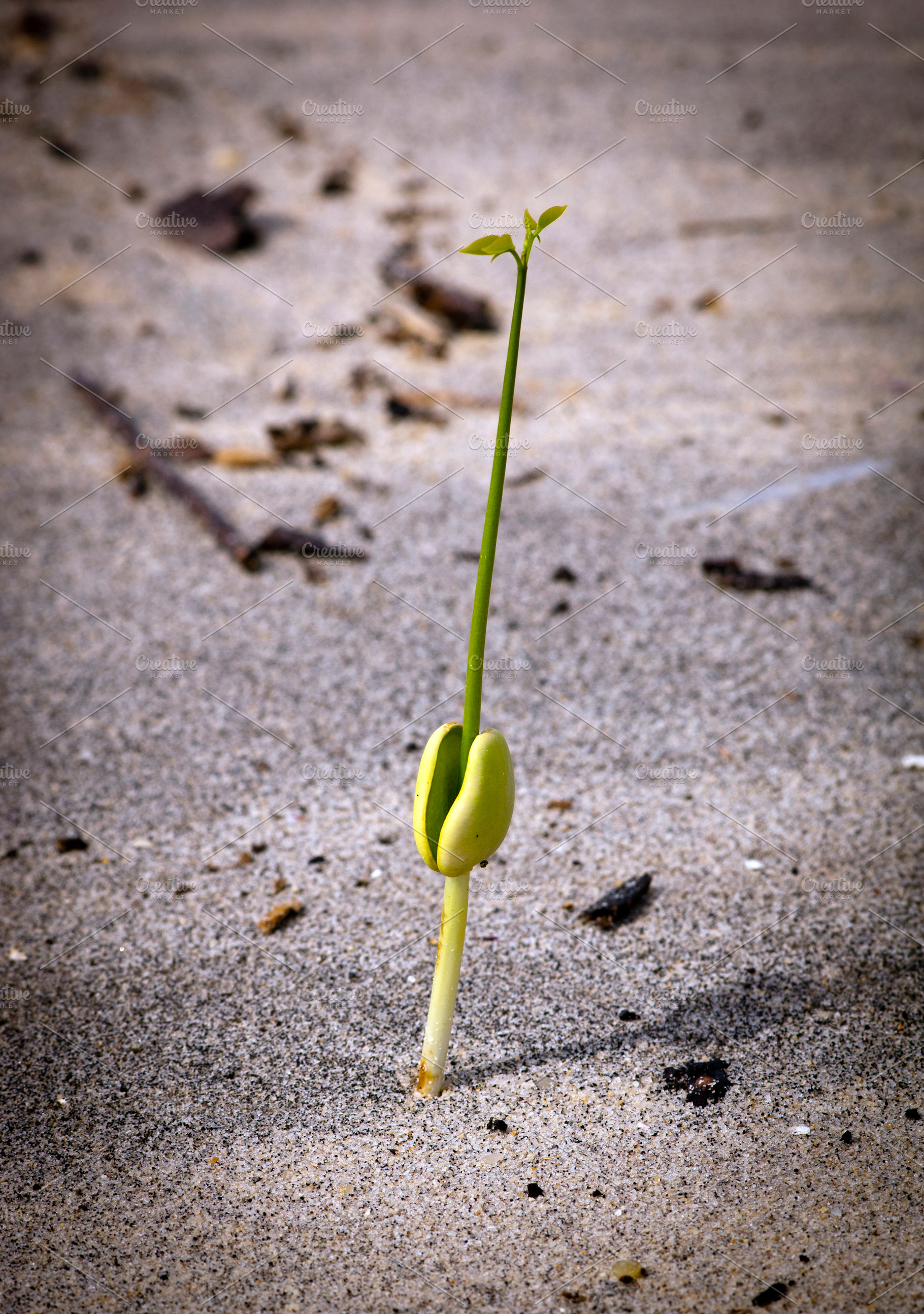 New Growth, a Nature Photo by THP Creative