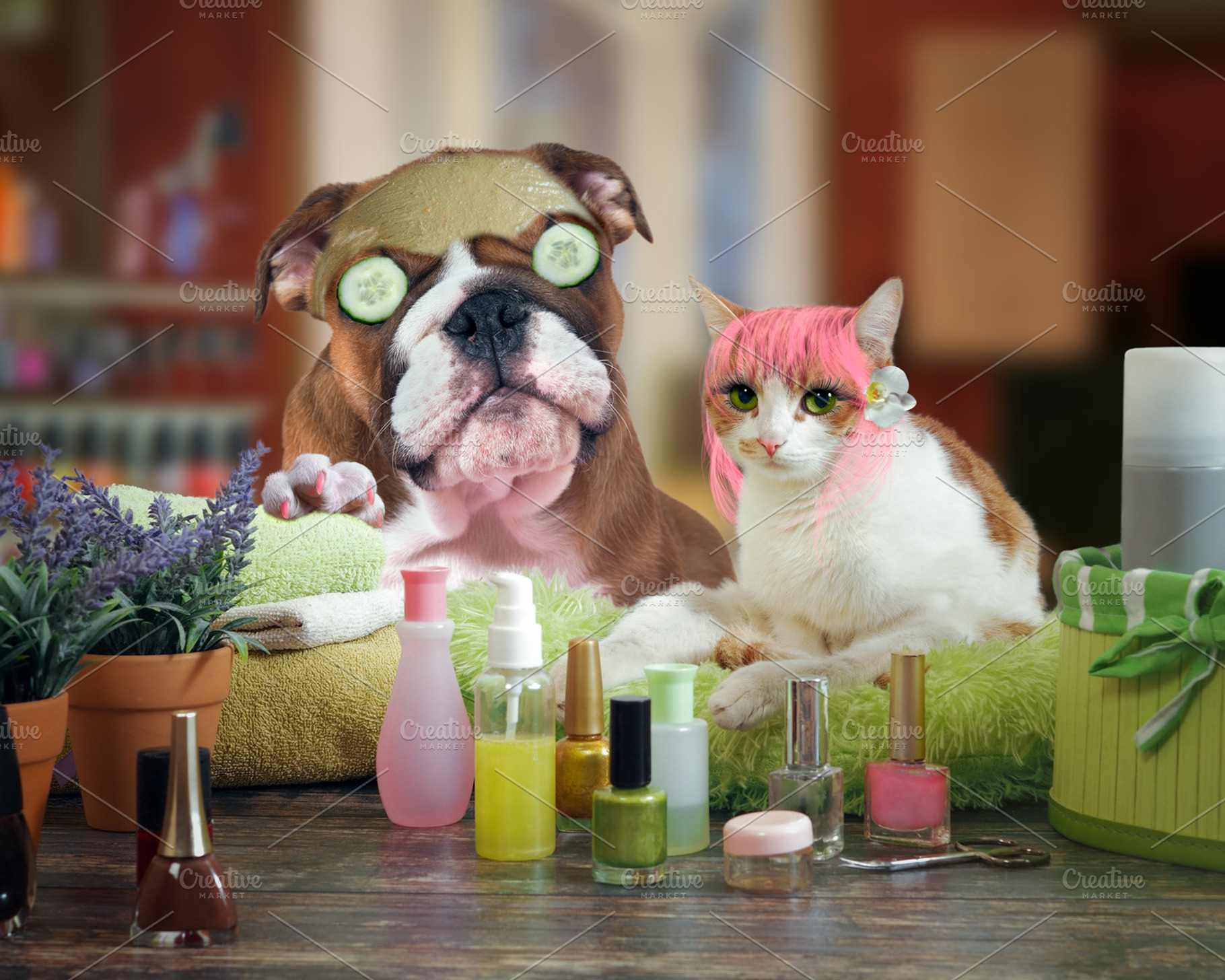 cat and dog beauty salon, an Animal Photo by Kozorog