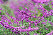 Pink Cosmos Flower Photo Bundle – 5, a Nature Photo by Silent Nature (Thumbnail 6 of 6)