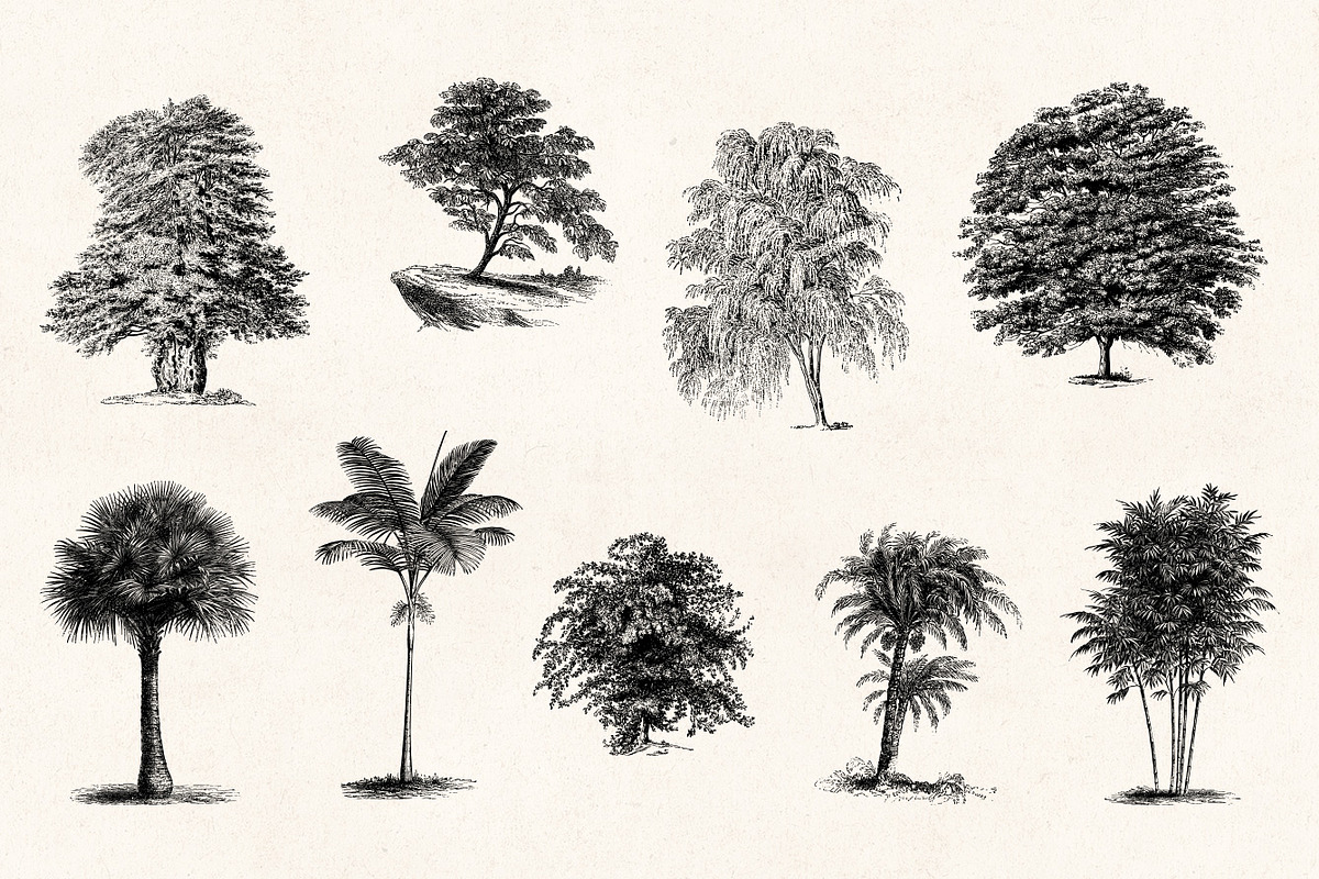 Trees - Vintage Illustrations Set, an Illustration by Graphic Goods (Photo 8 of 10)