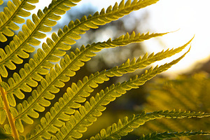 Fern at sunset