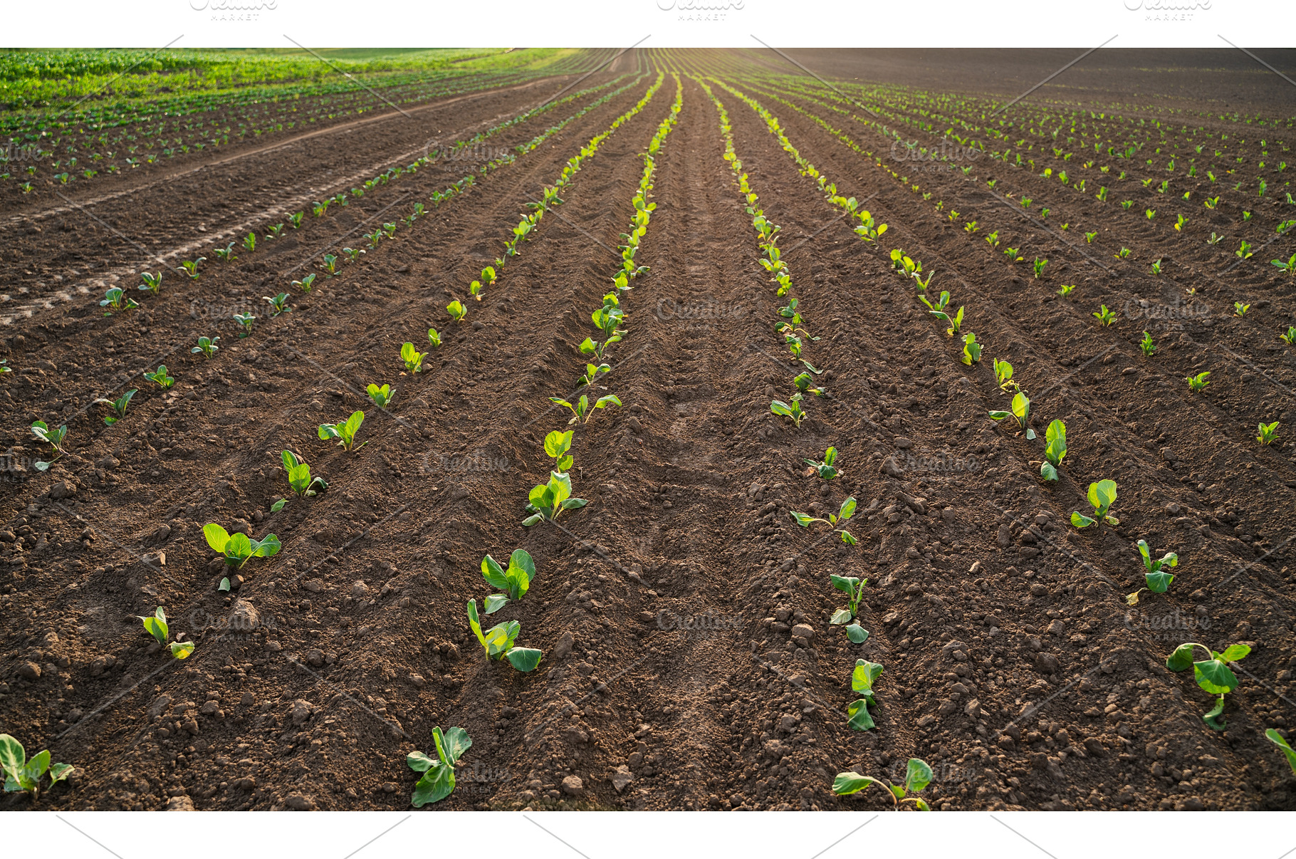 Young cabbage seedlings growing in, an Industrial Photo by volodymyrshtun13795
