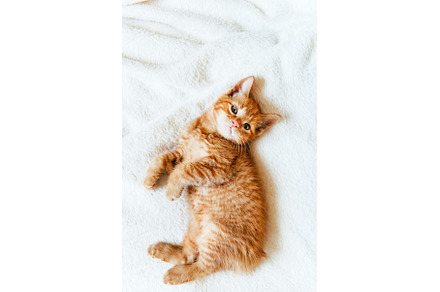Cute ginger kitten looks at camera, an Animal Photo by MAnuta