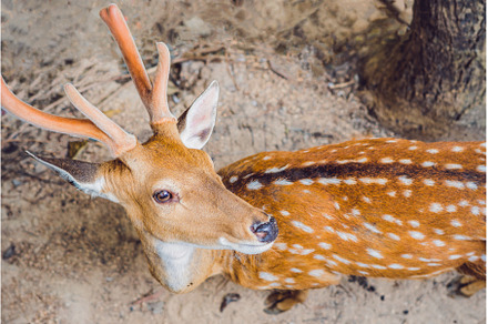 Deer in the summer in the forest, an Animal Photo by Elizaveta Galitskaya