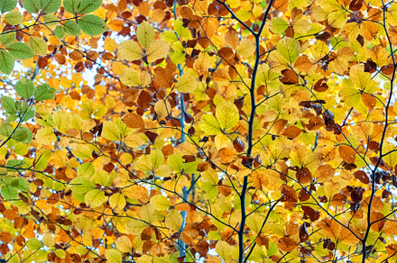 View of a beech branch with autumn colours.
