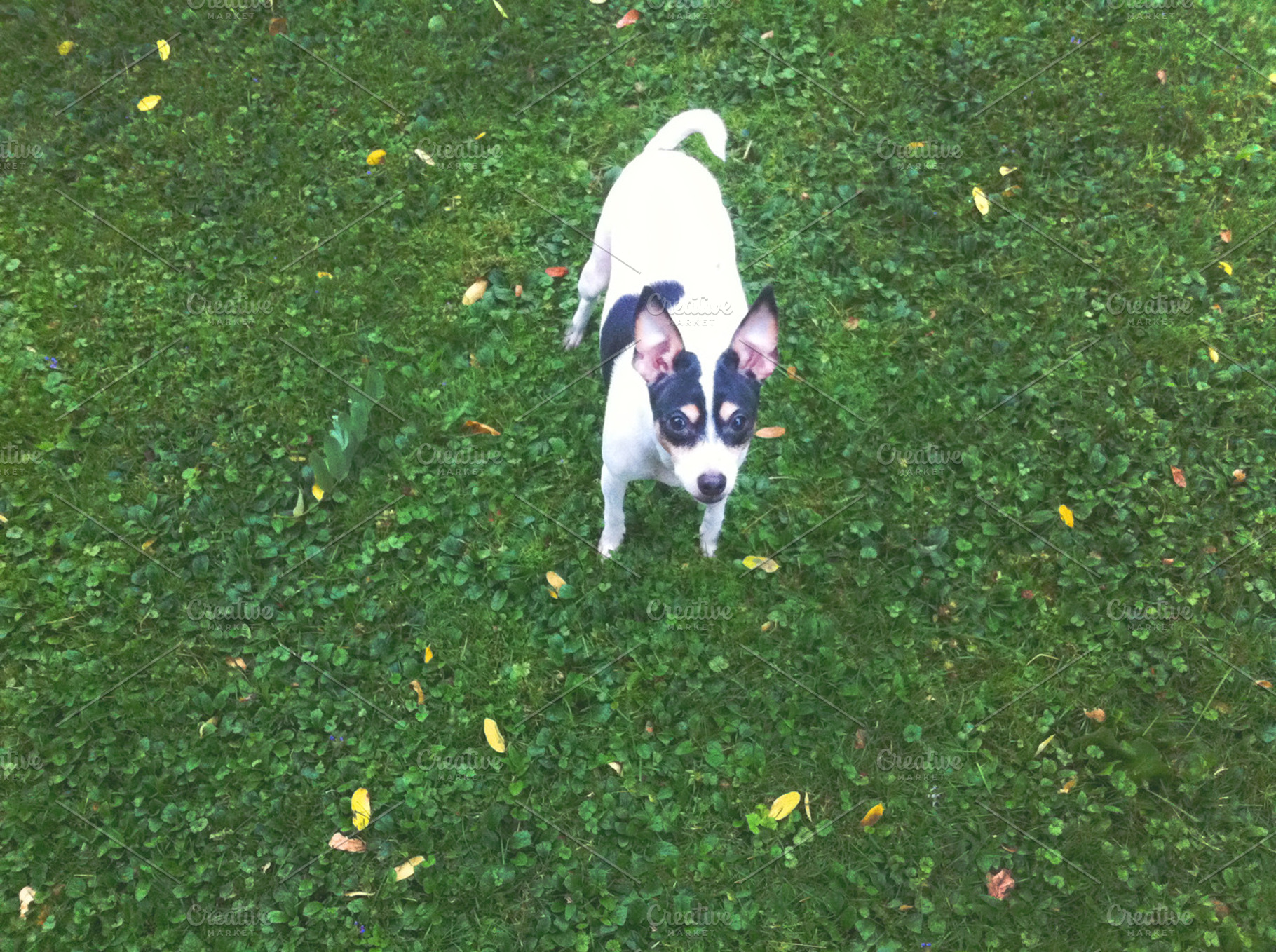 Cute Dog Looking Up