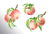 Ripe Peaches. Watercolor set, a Food Illustration by Daria Ustiugova (Thumbnail 12 of 23)