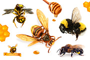 Bee, hornet and wasp. Honey drops, an Icon by Allevinatis Studio (Thumbnail 1 of 6)