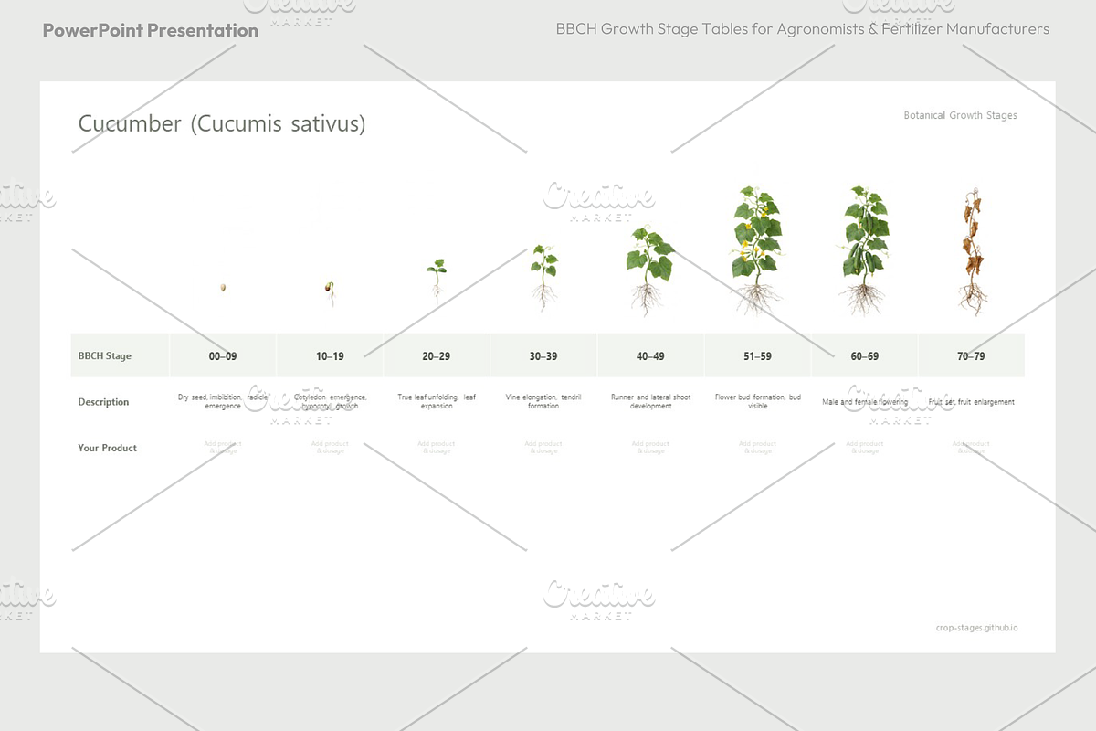 BBCH Growth Stages Cucurbits, a Presentation Template by Ilia Design (Photo 3 of 6)