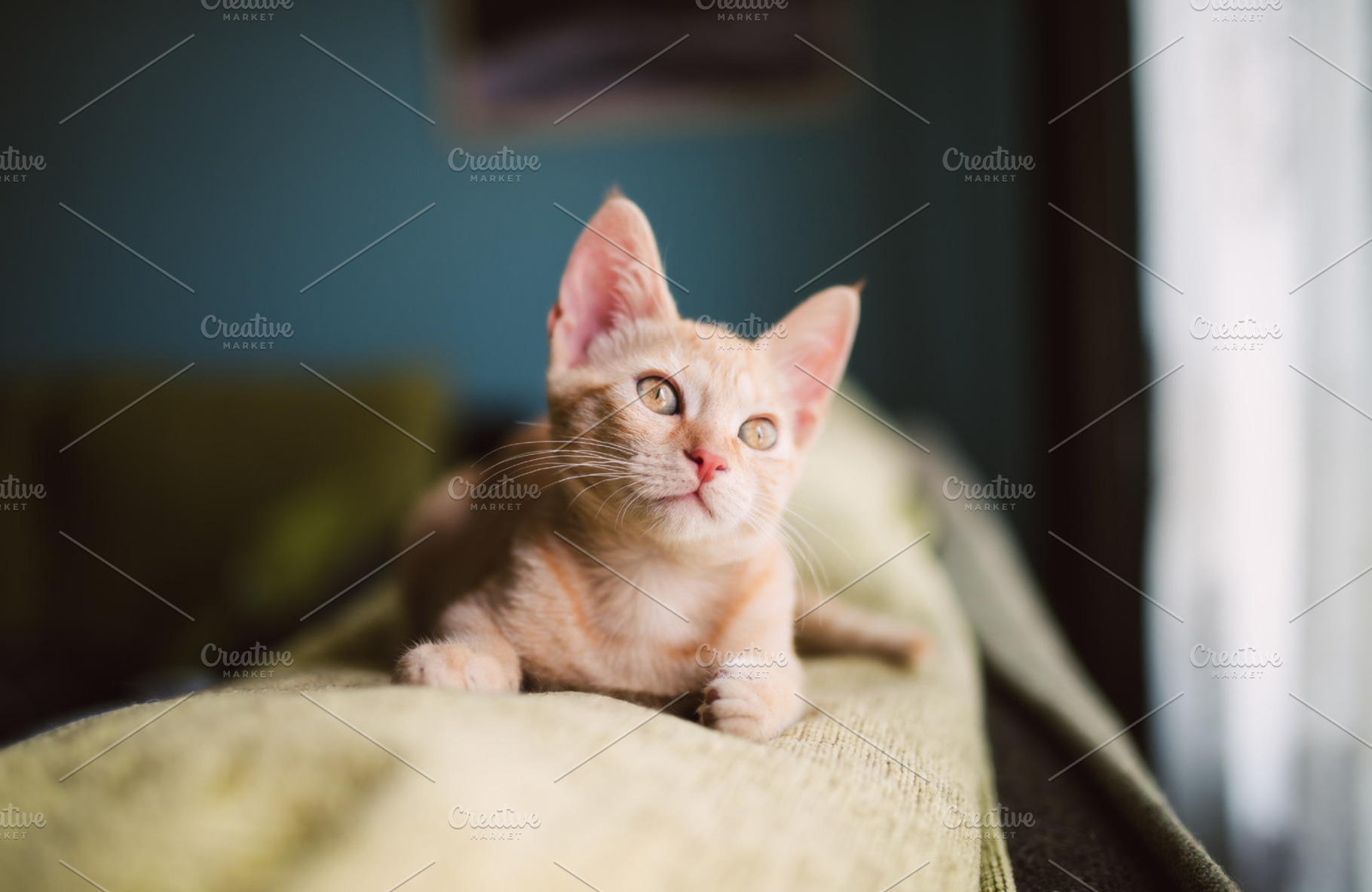 Orange tabby kitten containing cat, pet, and feline, an Animal Photo by Photoweb00