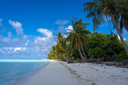 Idyllic white sand beach with coconut trees in Maupiti, French P