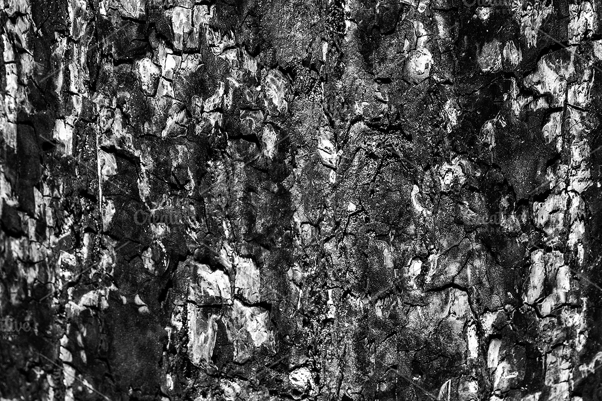A close-up image of a texture tree, a Background Photo by Schreibikus (Photo 7 of 10)