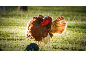 Beautiful Rooster Showing Off Its, an Animal Photo by Our Amazing World