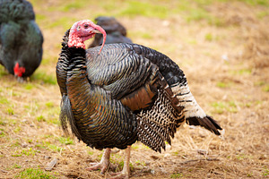 Live Turkey Bird, an Animal Photo by THP Creative