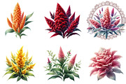 Celosia Flower Clipart, an Illustration by DreamArtGraphic (Thumbnail 4 of 5)