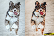 Love Dogs Presets for Lightroom, a Preset Add-On by Hubzway (Thumbnail 5 of 5)
