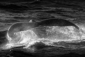 Humpback Whale Tail, an Animal Photo by Rob D Animal Photography