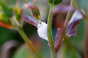 Philaenus spumarius nymph hiding in cuckoo spit on rose bush stem, a Nature Photo by Antonio Gravante Market