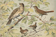 Oluf August Hermansen's Animals, an Animal Illustration by Digital Museum (Thumbnail 2 of 11)