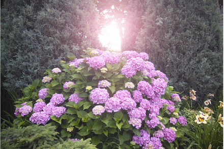 hydrangea bush in the sun, a Nature Photo by Pakosta