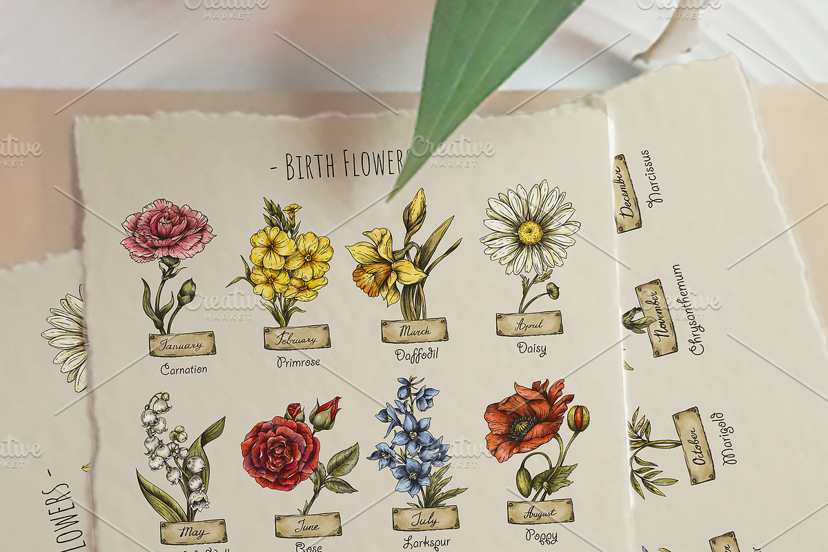 Birth Flowers & Birthstone Clipart, an Illustration by Belusuab (Photo 6 of 16)