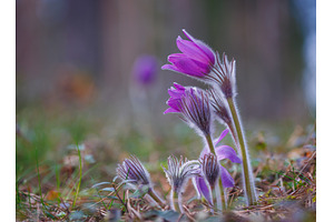Wild Pasque flowers blooming in the, a Nature Photo by Lukas Jonaitis SHOP