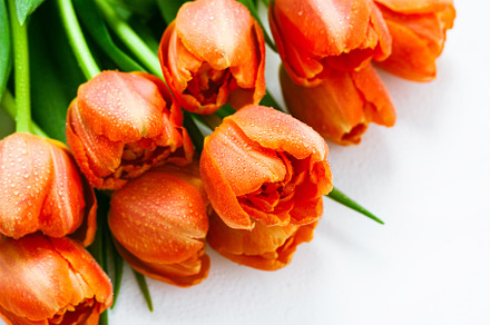 Vibrant orange tulips with dewdrops
