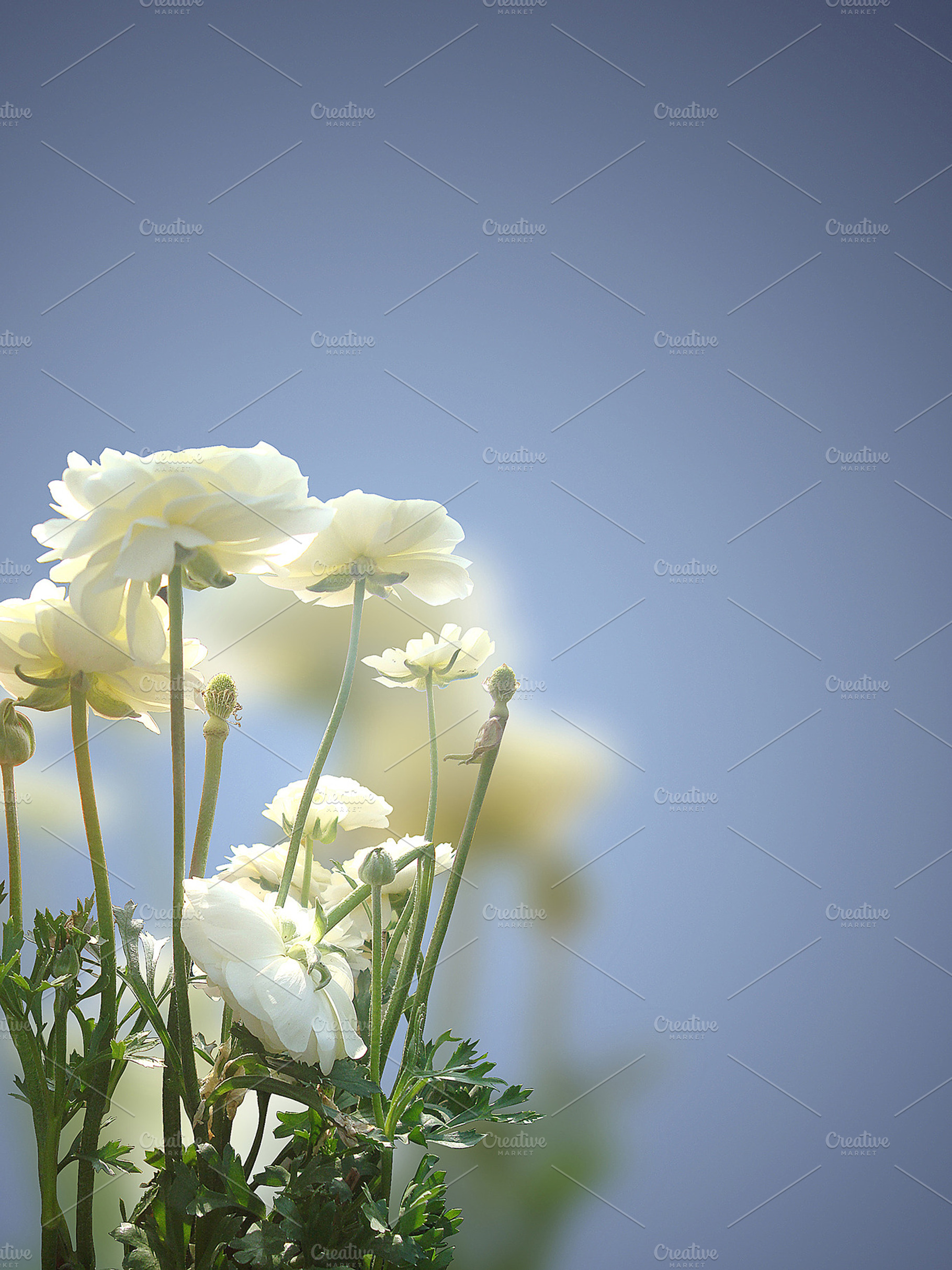 Roses background featuring photo, image, and picture