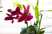Orchid Flower Stock Bundle, a Nature Photo by r.r.palacios (Thumbnail 3 of 11)
