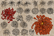 Flower heads stamps for Procreate, a Brush Add-On by TheWhiteCatLab (Thumbnail 4 of 7)