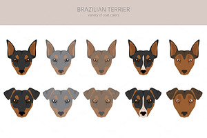 Brazilian Terrier Clipart