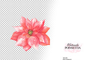 Watercolor poinsettia clipart, an Illustration by OlDm_Shop (Thumbnail 6 of 10)
