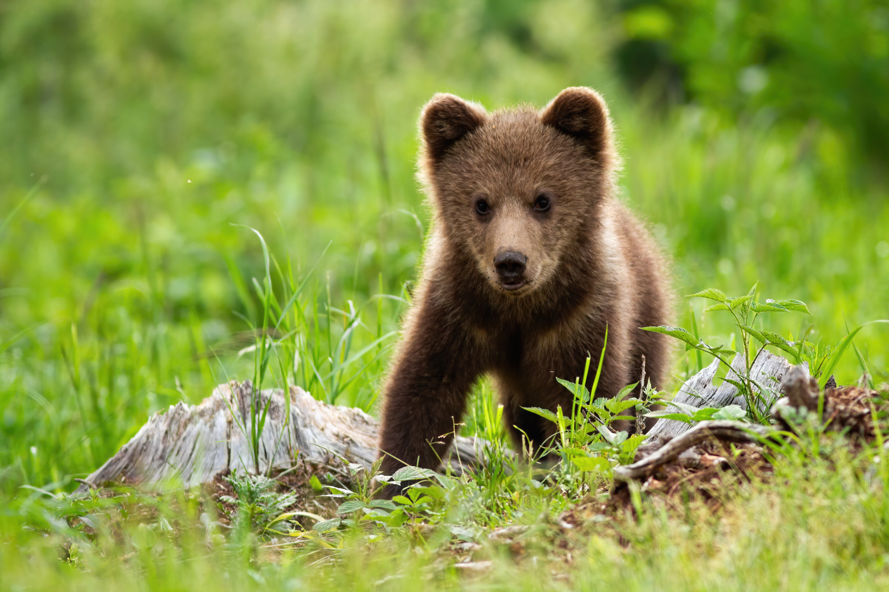 An adorable little brown bear cub, an Animal Photo by WildMedia