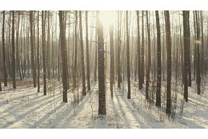 Beautiful Snowy White Forest In, a Nature Photo by Our Amazing World